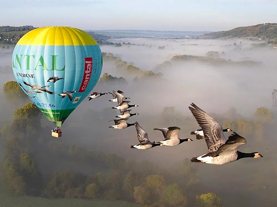 Vol avec les oiseaux